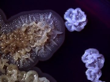 Přírodovědecká fakulta Univerzity Karlovy – Centrum BIOCEV
